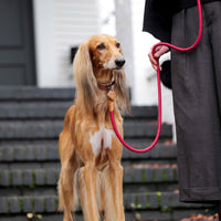 Hands-Free Ray Collar + Leash Set