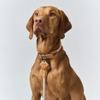 Hands-Free Ray Collar + Leash Set