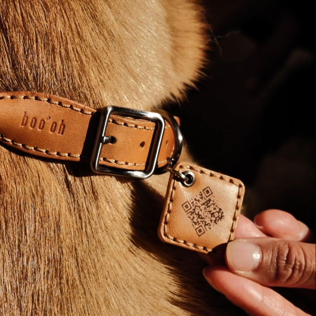 Hands-Free Ray Collar + Leash Set
