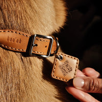 Hands-Free Ray Collar + Leash Set