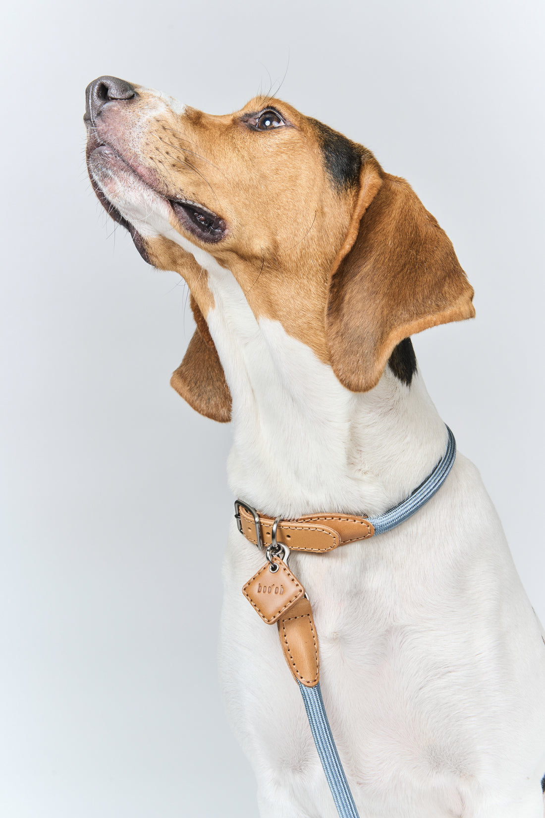 Hands-Free Ray Collar + Leash Set