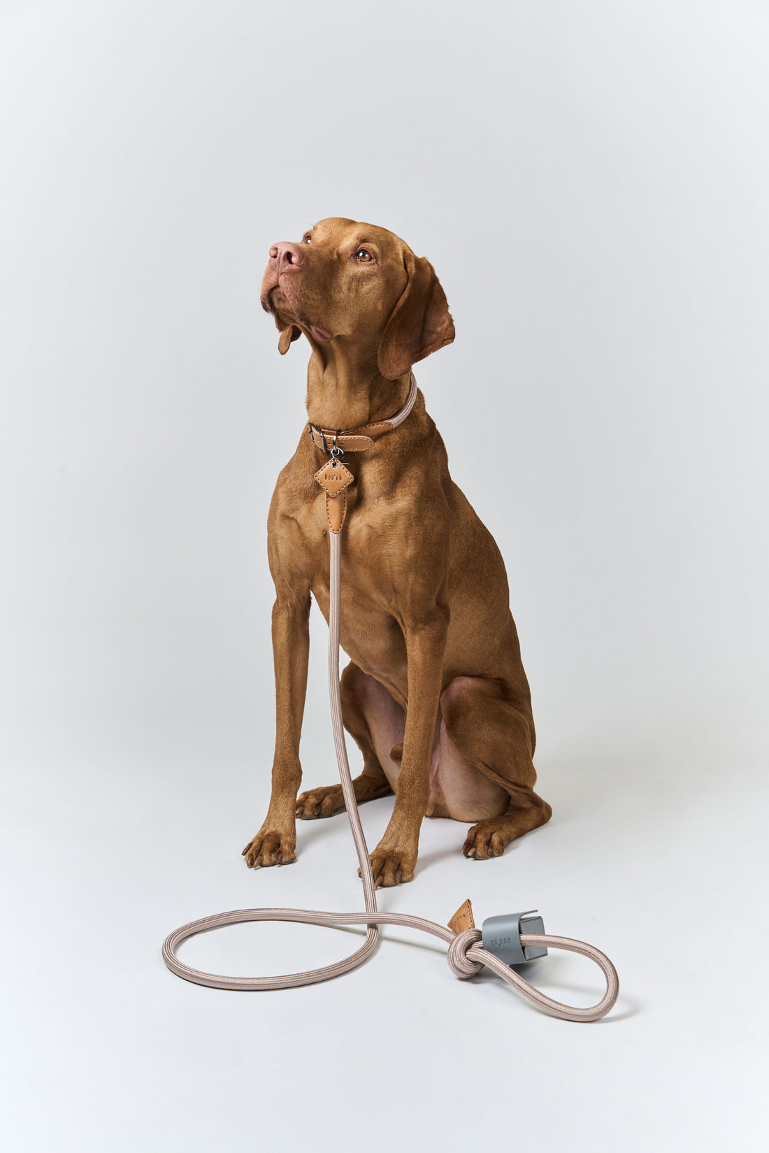 Ray Collar + Leash Set
