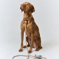 Ray Collar + Leash Set