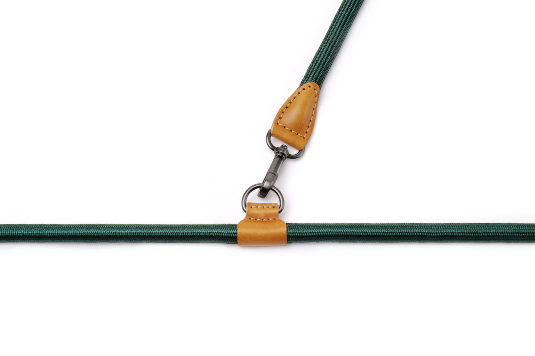 Hands-Free Ray Collar + Leash Set