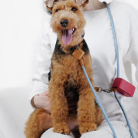 Hands-Free Ray Collar + Leash Set