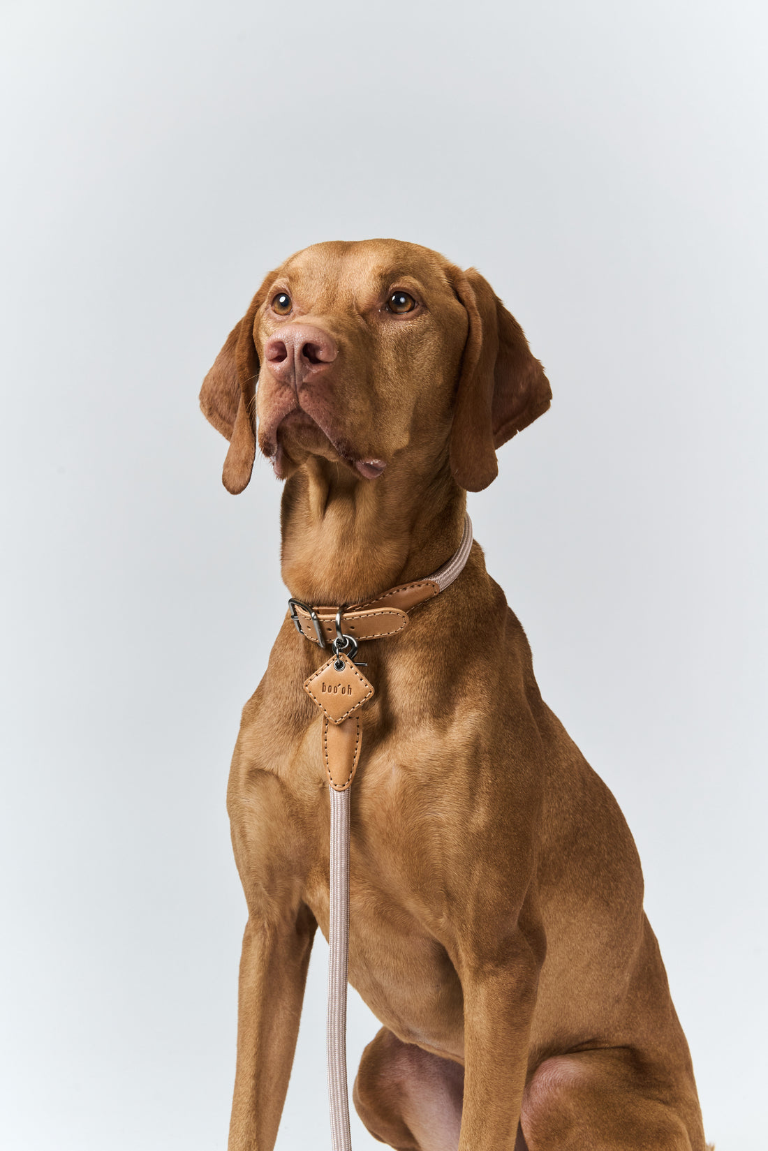 Hands-Free Ray Collar + Leash Set