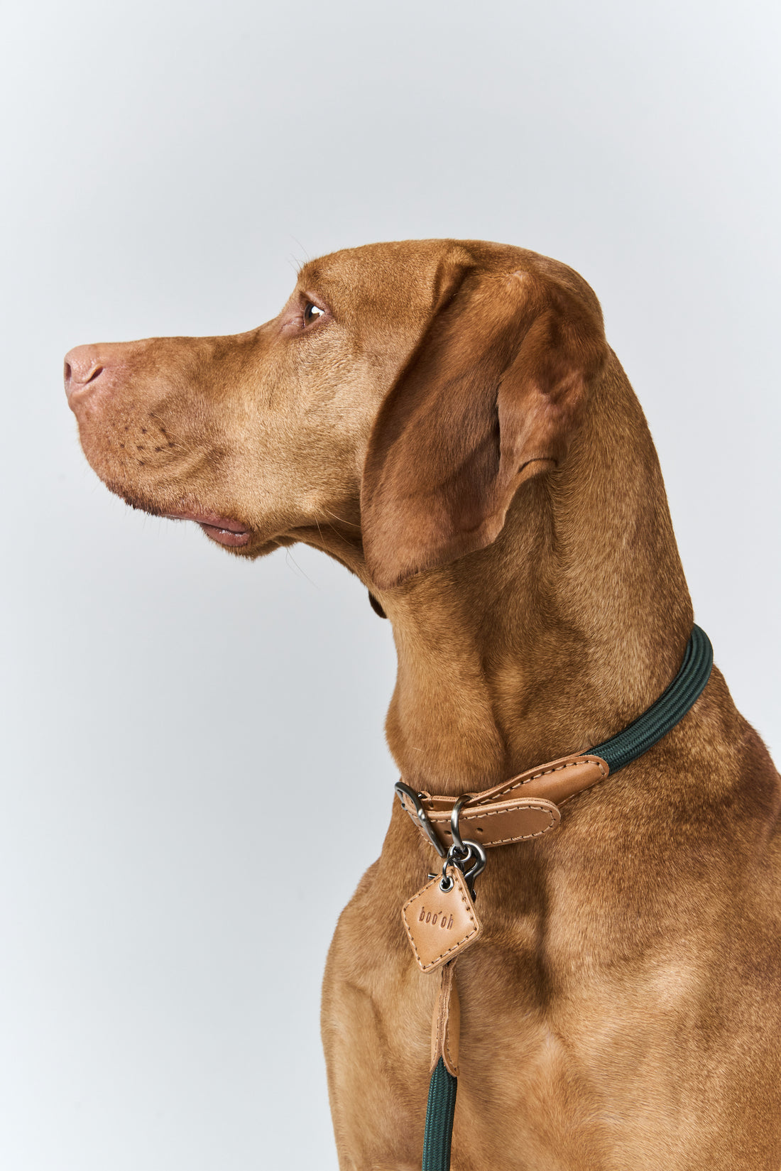 Hands-Free Ray Collar + Leash Set
