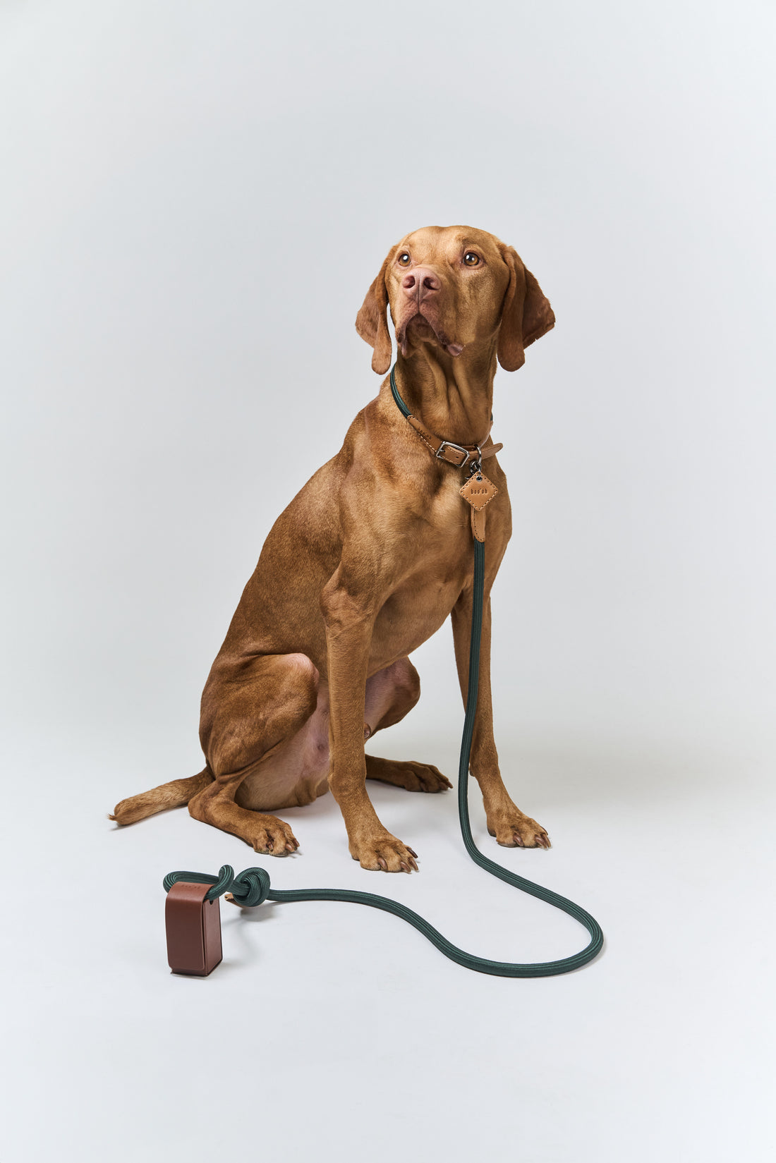 Ray Collar + Leash Set