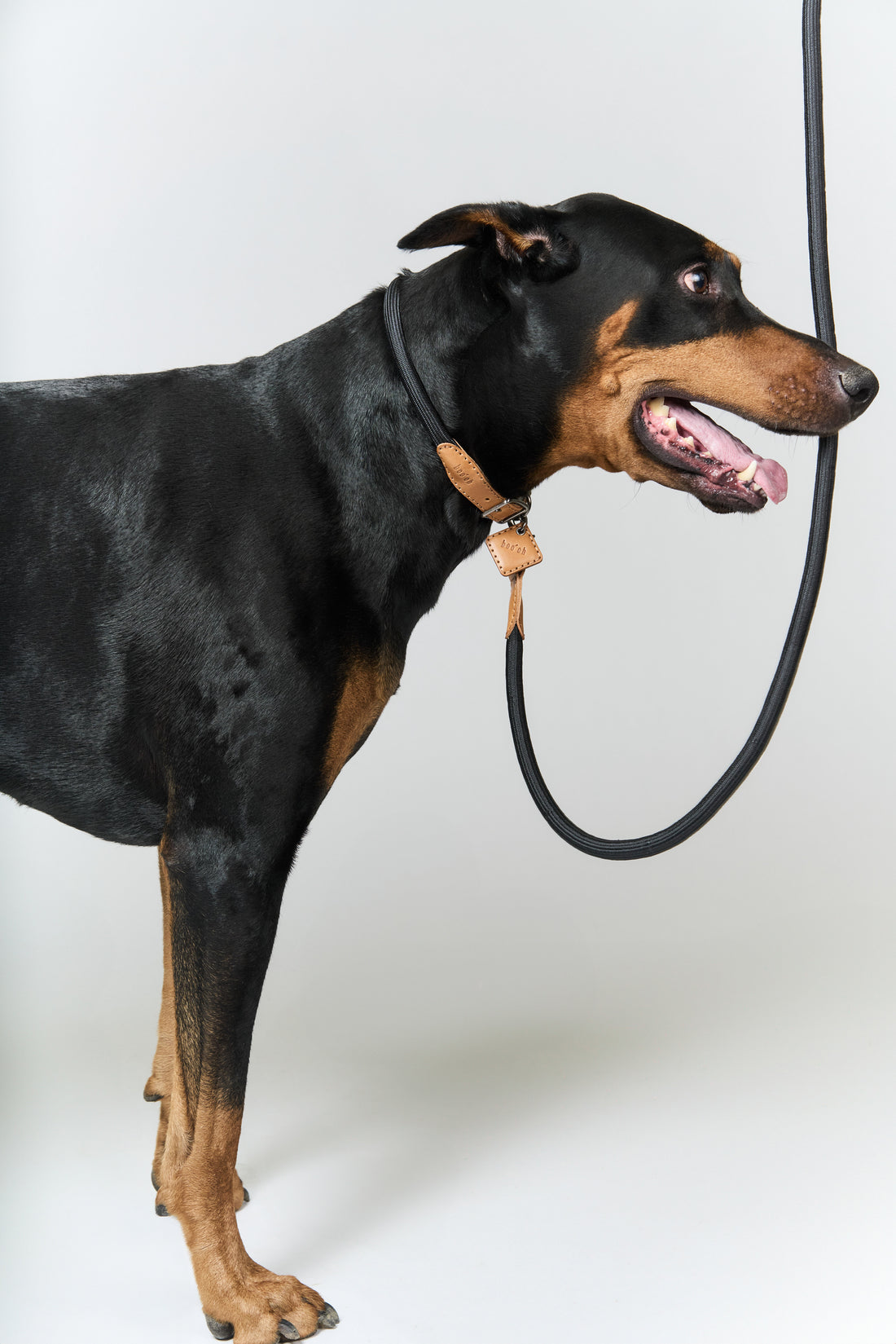 Ray Collar + Leash Set