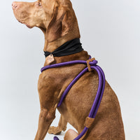 Ray Harness