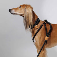 Ray Harness