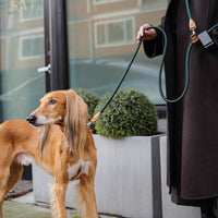 Hands-Free Ray Collar + Leash Set