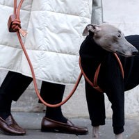 Ray Harness
